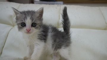 スコティッシュフォールド(立ち耳)【東京都・女の子・2018年5月25日・ブルー&ホワイト】の写真「立ち耳の女の子です★」