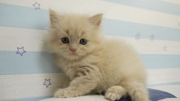 スコティッシュフォールド(立ち耳)【東京都・男の子・2018年4月30日・クリーム】の写真「立ち耳の男の子です★」