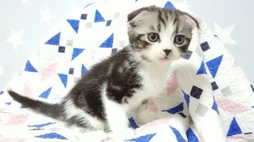 スコティッシュフォールド(折れ耳)【東京都・男の子・2020年1月6日・シルバータビー&ホワイト】の写真「活発な男の子です💕」