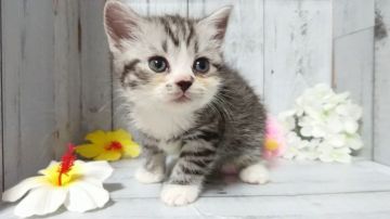 スコティッシュフォールド(立ち耳)【東京都・女の子・2020年6月3日・シルバータビー&ホワイト】の写真「人懐こい女の子です💕💕」