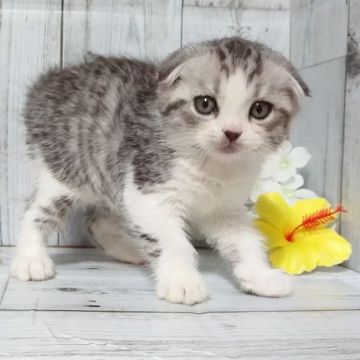 スコティッシュフォールド(折れ耳)【東京都・女の子・2020年6月3日・シルバータビー&ホワイト】の写真「人懐こい女の子です💕💕」