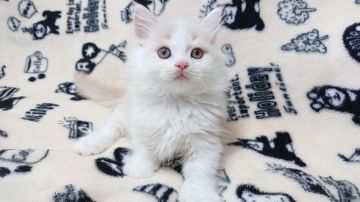 マンチカン(短足)【東京都・男の子・2018年10月24日・クリーム&ホワイト】の写真「おっとりな男の子です💕価格変更しました💕」