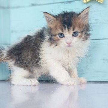 マンチカン【東京都・男の子・2024年10月8日・ブラウンタビー&ホワイト（セミロング）】の写真「ハンサムな男の子です❤️」