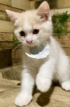 スコティッシュフォールド(立ち耳)【東京都・男の子・2021年7月8日・クリームタビー&ホワイト】の写真「人懐こい元気な男の子です❤️」