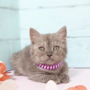 マンチカン(短足)【東京都・女の子・2023年11月20日・ブルータビー（ショート）】の写真「人懐こい女の子です💕」