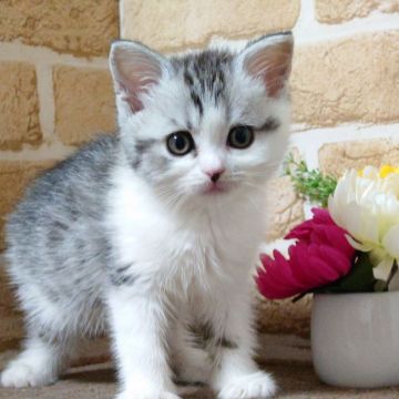 スコティッシュフォールド(立ち耳)【東京都・女の子・2021年11月2日・シルバータビー&ホワイト】の写真「元気な女の子です💕💕（短毛）」