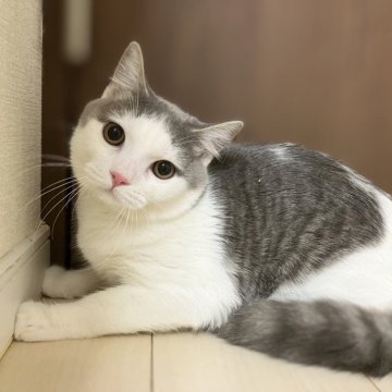 マンチカン【東京都・男の子・2024年3月25日・ブルー&ホワイト（ショート）】の写真「生後6ヶ月を過ぎているので、この価格となります」