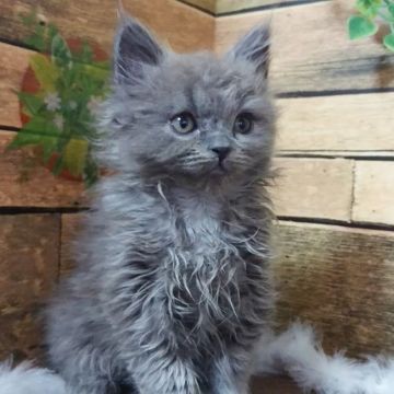 スコティッシュフォールド(立ち耳)【東京都・男の子・2020年11月7日・ブルー】の写真「立ち耳の男の子です❤️」