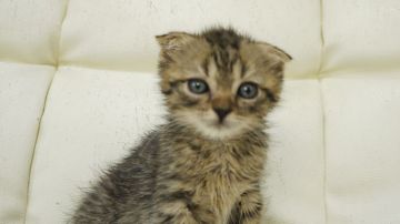 スコティッシュフォールド(折れ耳)【東京都・男の子・2018年5月25日・ブラウンタビー】の写真「半折れ耳の男の子です★」