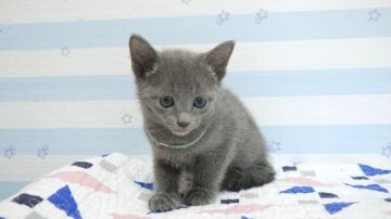 ロシアンブルー【東京都・男の子・2018年11月26日・ブルー】の写真「元気な男の子です💕💕」