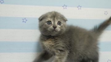 スコティッシュフォールド(折れ耳)【東京都・女の子・2018年5月7日・ブルークリーム】の写真「折れ耳の女の子です⭐」