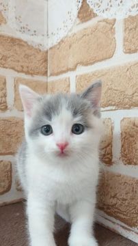 スコティッシュフォールド(立ち耳)【東京都・女の子・2021年5月17日・ダイリュート】の写真「可愛い女の子です💕」