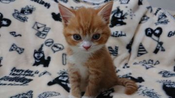 マンチカン(長足)【東京都・男の子・2018年10月8日・レッドタビー&ホワイト】の写真「おっとりな男の子です💕」