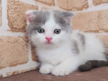 スコティッシュフォールド(折れ耳)【東京都・男の子・2021年8月17日・ブルー&ホワイト】の写真「とても元気な男の子です💕」