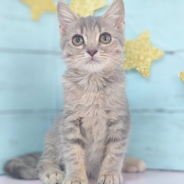 マンチカン(長足)【東京都・男の子・2024年2月14日・ブルータビー（ショート）】の写真「ご見学当日連れて帰れます🩷」