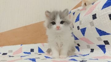 マンチカン(長足)【東京都・女の子・2019年1月27日・ダイリュート】の写真「足長の女の子です💕」