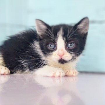 マンチカン【東京都・男の子・2024年10月8日・ブラック&ホワイト（ショート）】の写真「丸顔の可愛らしい男の子❤️」