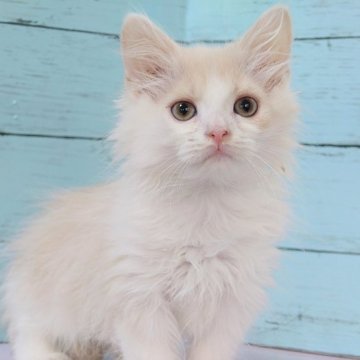 マンチカン(長足)【東京都・男の子・2023年3月9日・クリーム&ホワイト（セミロング）】の写真「人懐っこい男の子です💕💕」