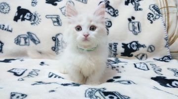 マンチカン(短足)【東京都・男の子・2018年11月15日・クリーム&ホワイト】の写真「人懐こい男の子です💕」