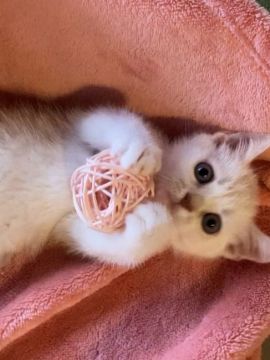 スコティッシュフォールド(立ち耳)【東京都・男の子・2020年5月3日・クリームタビー】の写真「元気な男の子です❤️」