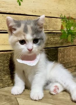 スコティッシュフォールド(立ち耳)【東京都・女の子・2021年7月8日・ダイリュート】の写真「マイペースで元気な女の子です💕」