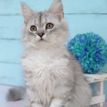 サイベリアン【東京都・男の子・2023年5月25日・シルバータビー】の写真「人懐っこい男の子です💕💕」