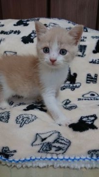 スコティッシュフォールド(立ち耳)【東京都・男の子・2018年9月12日・クリーム&ホワイト】の写真「おっとりな男の子です💕」