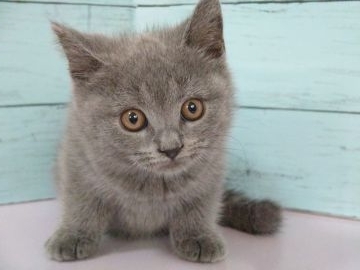 ブリティッシュショートヘア【東京都・男の子・2022年3月22日・ブルー】の写真「人懐っこい男の子です💕」