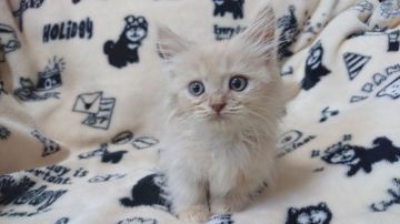 マンチカン(短足)【東京都・男の子・2018年11月15日・クリーム】の写真「人懐こい男の子です💕💕」