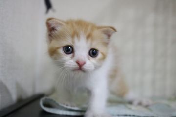 父猫エキゾ・母猫スコテッシュ【東京都・男の子・2017年8月24日・レッド&ホワイト】の写真「おっとりした男の子です★」