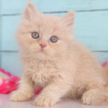 マンチカン(長足)【東京都・男の子・2023年6月27日・クリーム（セミロング）】の写真「可愛らしい男の子です💕💕」