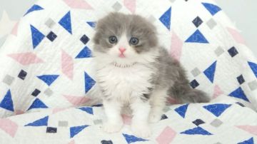 スコティッシュフォールド(折れ耳)【東京都・男の子・2020年2月25日・ブルー&ホワイト】の写真「おとなしい男の子です💕💕」