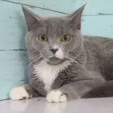 マンチカン(長足)【東京都・男の子・2023年6月13日・ブルー&ホワイト】の写真1