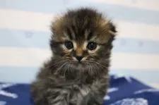 スコティッシュフォールド(折れ耳)【東京都・女の子・2017年9月10日・ブラウンタビー】の写真1