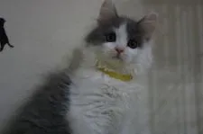 マンチカン【東京都・女の子・2017年7月20日・ブルー&ホワイト】の写真1「9/27撮影　黄色首輪」