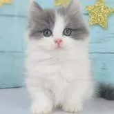 マンチカン(短足)【東京都・男の子・2024年3月29日・ブルータビー&ホワイト】の写真1