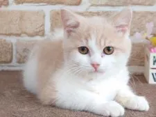 スコティッシュフォールド(立ち耳)【東京都・男の子・2021年11月26日・クリーム&ホワイト】の写真1