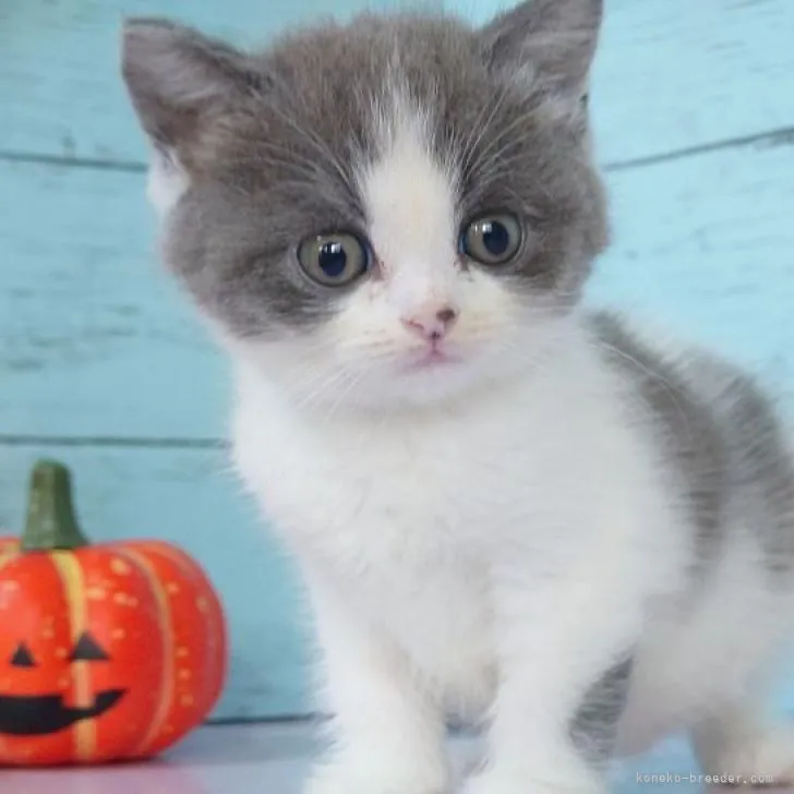 ID:2210-00908の子猫