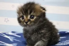 スコティッシュフォールド(折れ耳)【東京都・女の子・2017年9月10日・ブラウンタビー】の写真2