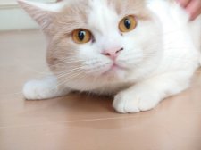 ブリティッシュショートヘア【・男の子・2020年7月5日・クリーム&ホワイト】