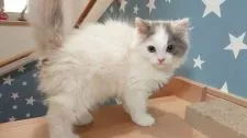 スコティッシュフォールド(立ち耳)【東京都・女の子・2020年2月25日・ダイリュート】の写真2