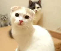 スコティッシュフォールド(折れ耳)【東京都・男の子・2019年9月7日・クリームタビー&ホワイト】の写真2