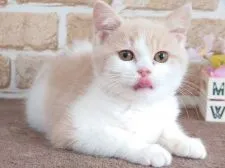 スコティッシュフォールド(立ち耳)【東京都・男の子・2021年11月26日・クリーム&ホワイト】の写真2