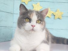 マンチカン【・女の子・2022年7月22日・ダイリュートキャリコ】