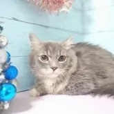 マンチカン(短足)【東京都・男の子・2023年6月12日・ブルータビー】の写真3