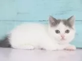 スコティッシュフォールド(立ち耳)【東京都・女の子・2023年12月22日・ブルー&ホワイト】の写真3