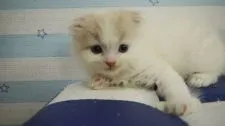 スコティッシュフォールド(折れ耳)【東京都・男の子・2018年5月6日・クリーム&ホワイト】の写真3