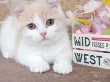 スコティッシュフォールド(立ち耳)【東京都・男の子・2021年11月26日・クリーム&ホワイト】の写真3