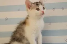 スコティッシュフォールド(立ち耳)【東京都・女の子・2017年11月14日・ブラウンタビー&ホワイト】の写真3