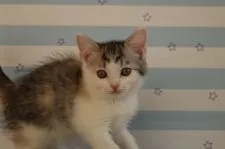 スコティッシュフォールド(立ち耳)【東京都・女の子・2017年11月14日・ブラウンタビー&ホワイト】の写真4